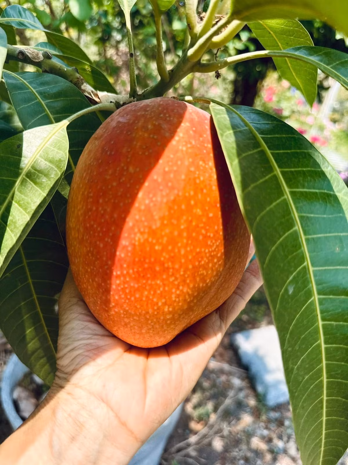 Nữ ca sĩ còn trồng được cả giống xoài đỏ Nhật Bản, đắt nhất thế giới. Ảnh: FB Hoàng Thị Mỹ Lệ