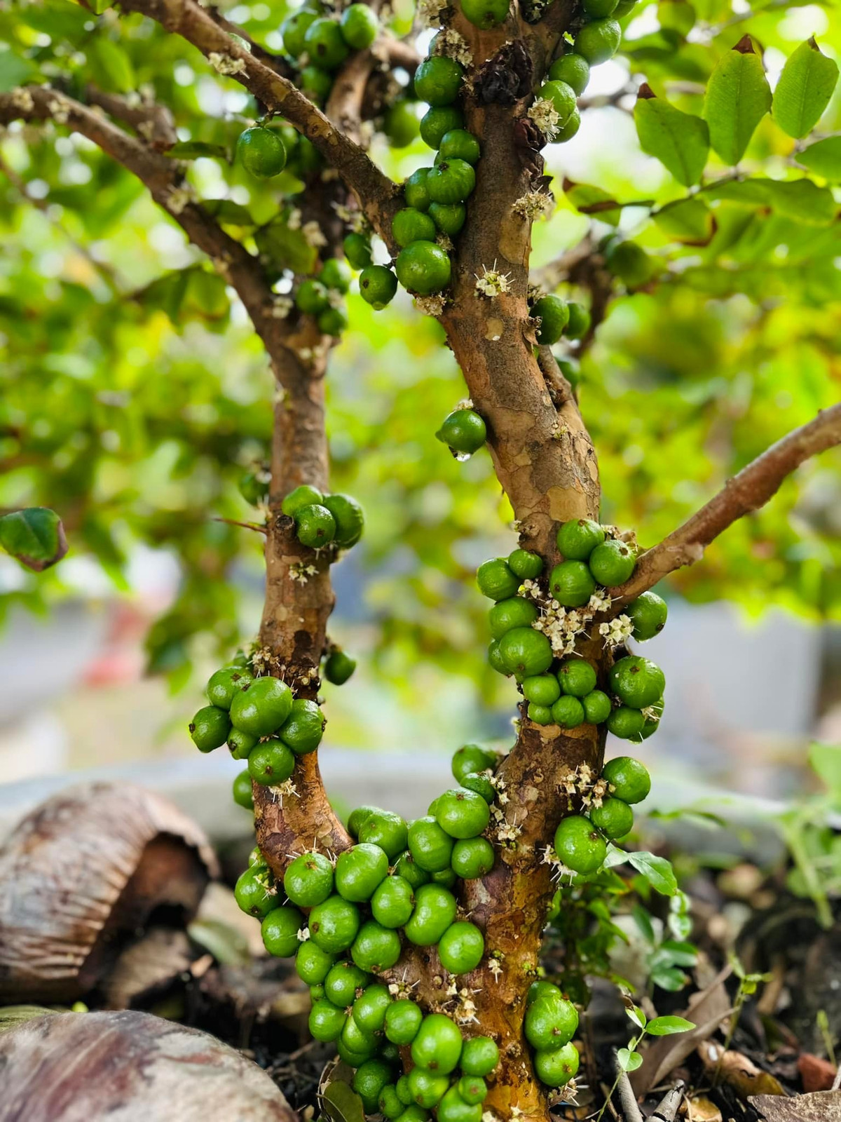 Nho thân gỗ quả mọc khắp thân. Ảnh: FB Hoàng Thị Mỹ Lệ