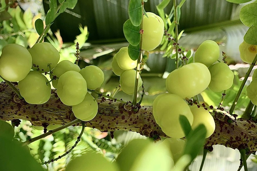 Ở tuổi ngoài 50, Mỹ Lệ hạnh phúc bên chồng đại gia, ngày ngày vui thú điền viên. Trên trang cá nhân, nữ ca sĩ thường xuyên khoe vườn cây ăn trái trĩu trịt khiến nhiều người xuýt xoa. Ảnh: FB Hoàng Thị Mỹ Lệ