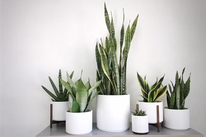 Theo quan niệm dân gian, lưỡi hổ giúp xua đuổi vận xấu, giữ tài lộc không bị thất thoát, rất phù hợp đặt ở lối vào nhà hoặc gần ban công. Ảnh: Internet