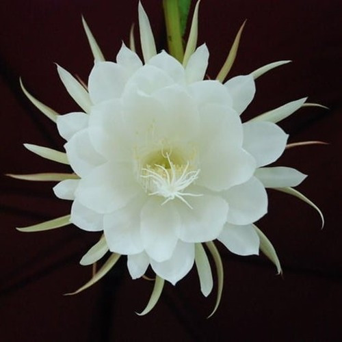 Không chỉ đẹp và hiếm, Kadupul còn đắt giá vì có hương thơm độc đáo. Ảnh: Serenata Flowers