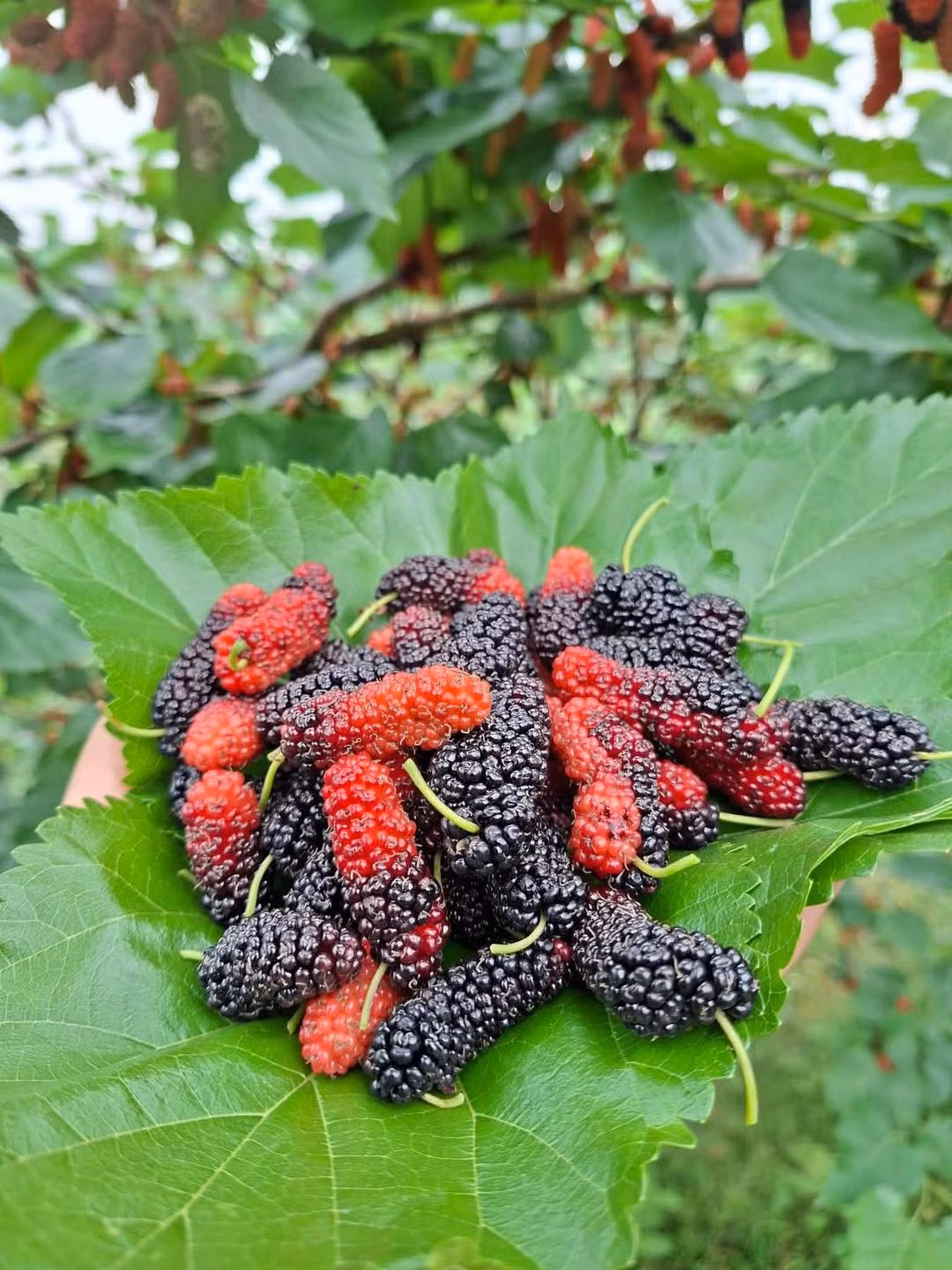 Dâu tằm thường được sử dụng để ngâm đường, làm nước uống giải nhiệt. Ảnh: Facebook