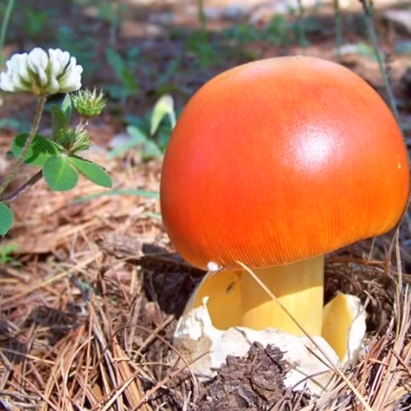 Do phụ thuộc hoàn toàn vào điều kiện tự nhiên nên nấm trứng gà không thể trồng đại trà như nhiều loại nấm khác. Ảnh: Nấm quý Tây Bắc