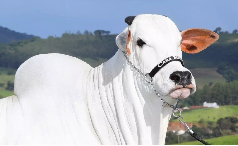 Giống bò này chủ yếu được biết đến với khả năng chống chịu thời tiết nóng nực cao. Bộ lông trắng của chúng đóng vai trò quan trọng trong việc này, vì nó phản chiếu hầu hết các bước sóng ánh sáng. Ảnh: Getty