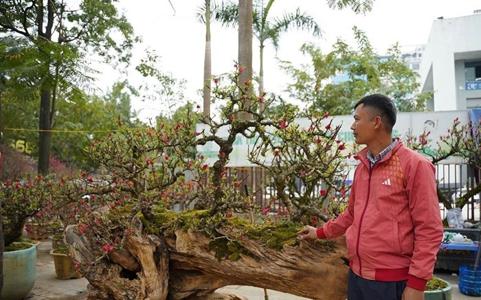 Giá đào thất thốn khá đa dạng, từ khoảng 10 triệu đồng đối với những cây nhỏ, dáng đơn giản, đến vài chục triệu đồng với cây được tạo dáng công phu. Ảnh: Vietnamnet