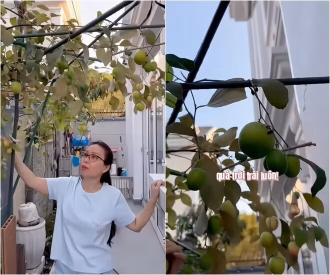 Trong đoạn video mới nhất, nữ ca sĩ hào hứng khoe cây táo trĩu quả. Ảnh chụp màn hình