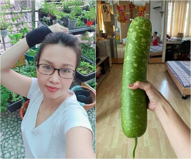 Sau khi bón phân, Cẩm Ly thu hoạch được trái bầu to kỷ lục. Ảnh: FB Cẩm Ly