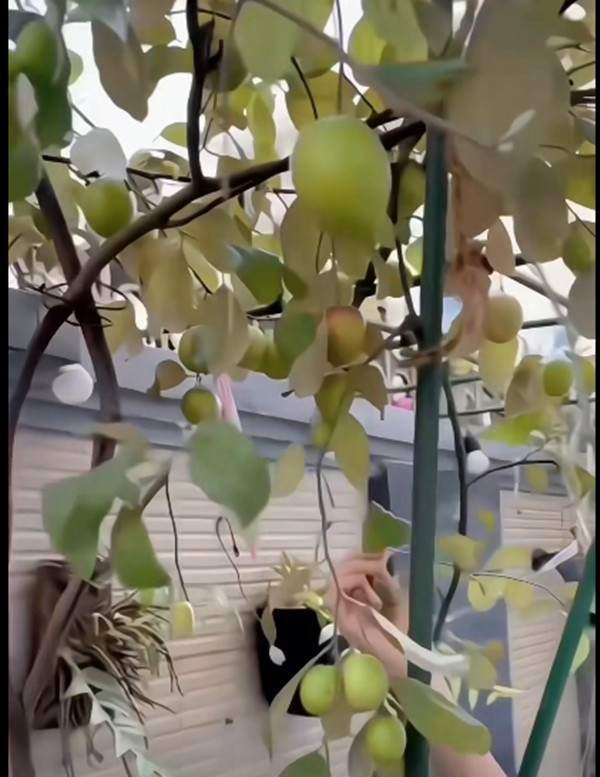 "Chị Tư" không giấu được sự ngạc nhiên trước những trái táo có kích thước lớn bất thường. Ảnh chụp màn hình