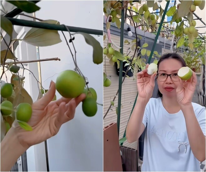 Cẩm Ly hóm hỉnh cho rằng "trái này không phải trái táo" vì kích thước quá to. Ảnh chụp màn hình