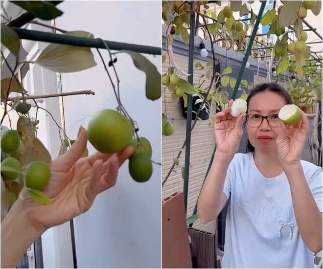 Cẩm Ly hóm hỉnh cho rằng "trái này không phải trái táo" vì kích thước quá to. Ảnh chụp màn hình