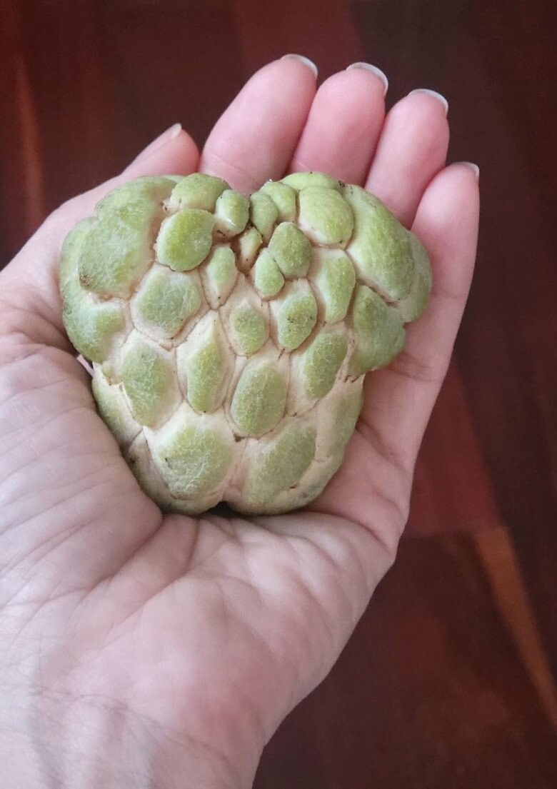 Trái mãng cầu bé nhưng ngọt lịm. Ảnh: FB Cẩm Ly