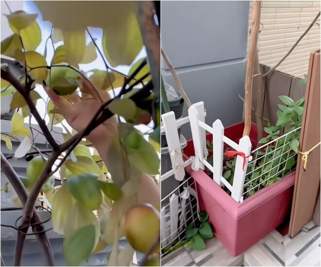 Góc vườn ngăn nắp với cây thân gỗ trồng trong chậu. Ảnh chụp màn hình