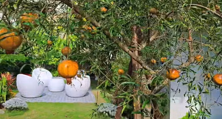 Trong khu vườn có cây lựu lúc lỉu quả, tạo điểm nhấn sinh động. Ảnh chụp màn hình