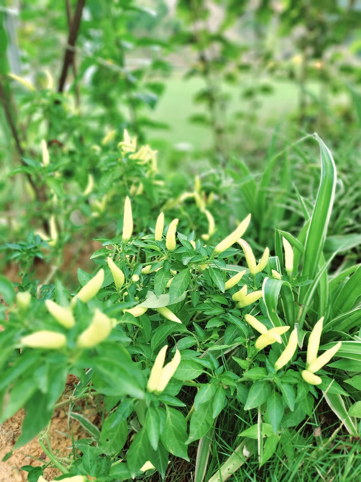 Ớt cho trái liên tục. Ảnh: FBNV