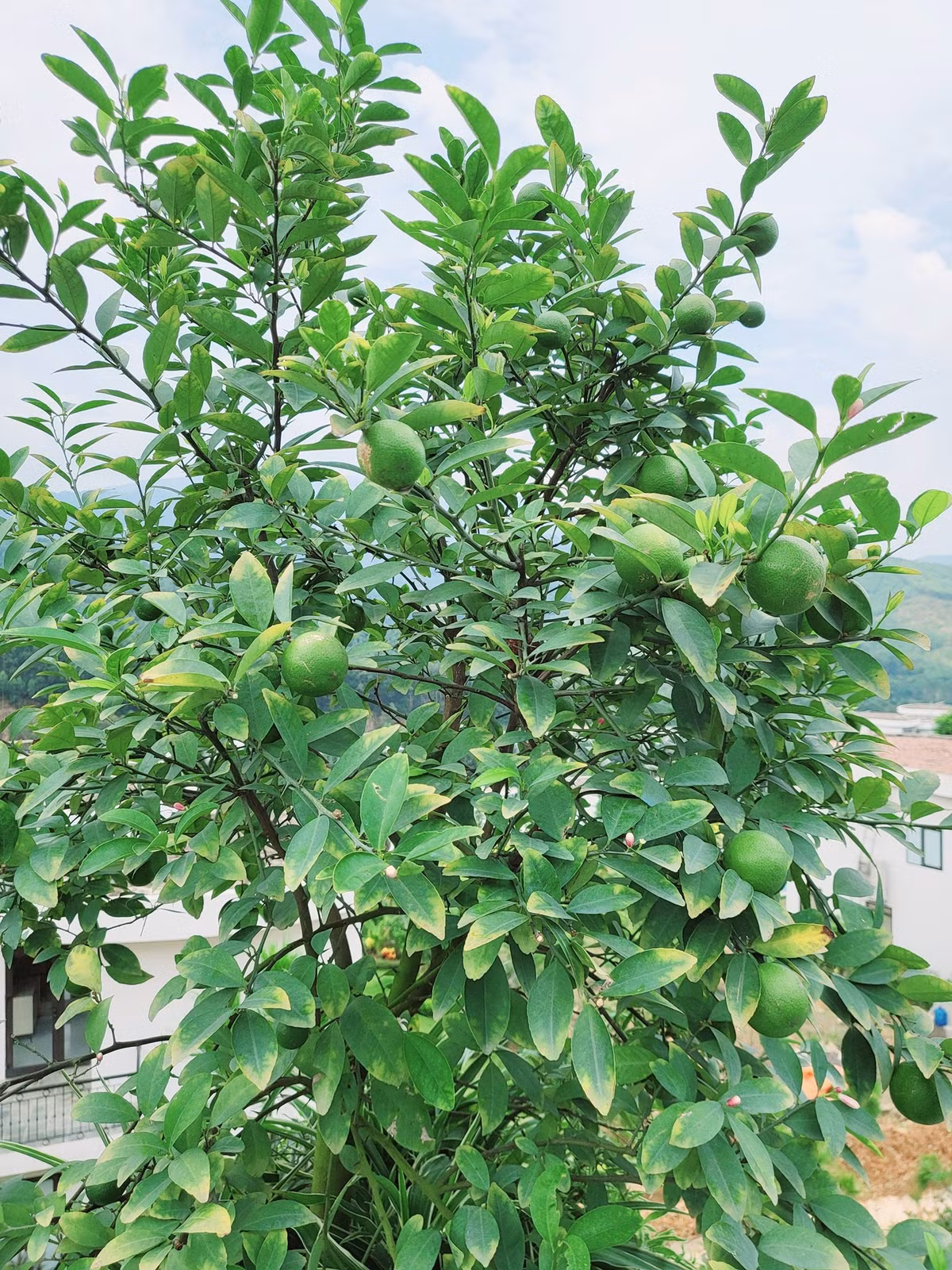 Trước đó, bà xã Mạnh Trường khoe chanh ăn mãi không hết. Ảnh: FBNV