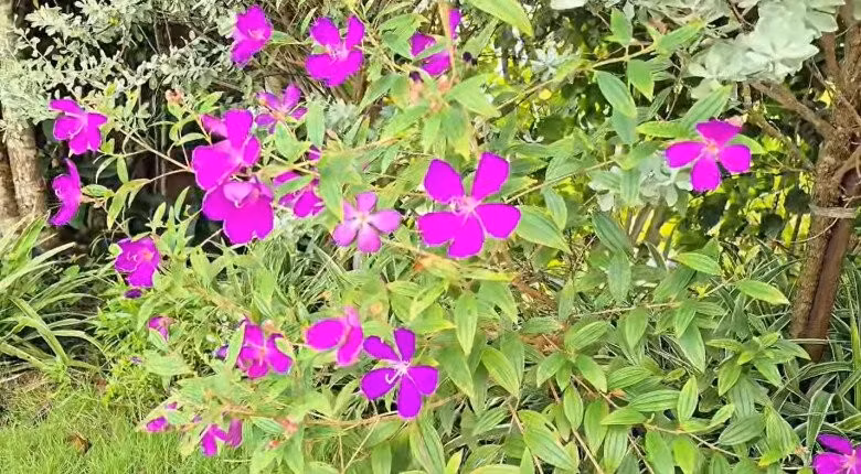 Hoa tím rực rỡ khoe sắc dưới tán cây. Ảnh chụp màn hình