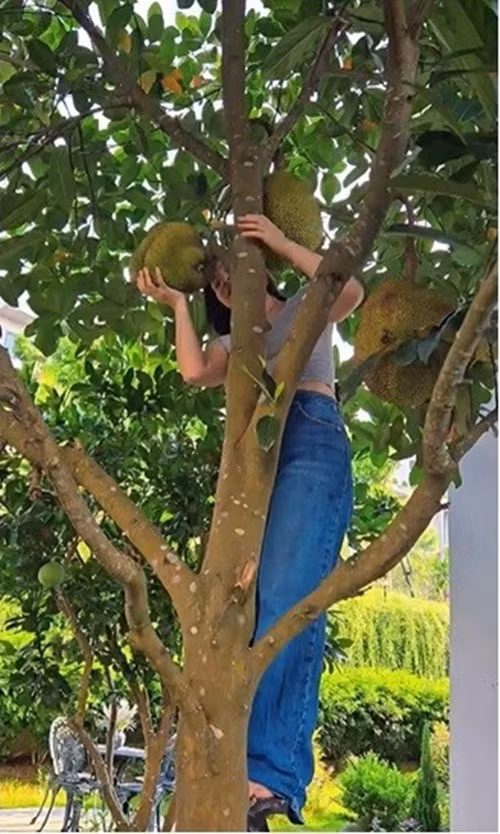 Cây mít trong vườn cho nhiều trái to. Ảnh chụp màn hình