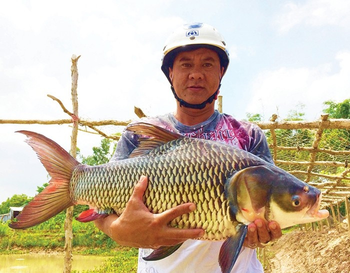 Sau 18-24 tháng, cá hô có thể đạt trọng lượng 8-12kg/con; những con được chăm sóc tốt có thể đạt 15-20kg. Ảnh: Báo An Giang