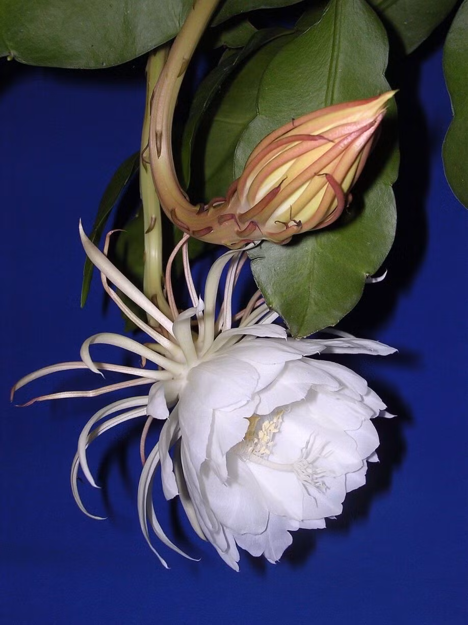 Tuy nhiên, điều khiến loài hoa này trở nên đặc biệt chính là vòng đời vô cùng ngắn ngủi. Ảnh: Getty