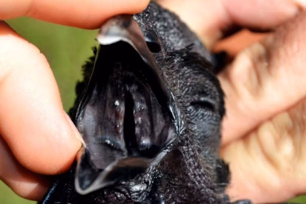 Dù có vẻ ngoài kỳ lạ và được coi là linh vật, Ayam Cemani cũng có những đặc tính phổ biến của các giống gà khác. Ảnh: Noritake