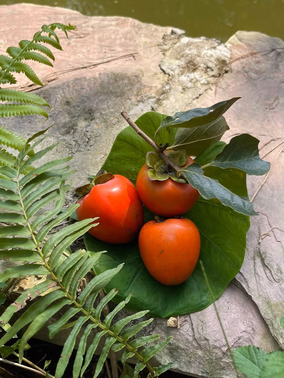 Hồng chín đỏ trông thích mắt, mềm ăn rất ngọt. Ảnh: FBNV