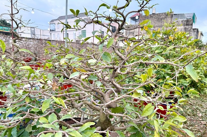 Công việc lặt lá mai thường bắt đầu từ 7 giờ sáng, tiền công tính theo giờ, khoảng 30.000 đồng/giờ. Ảnh: Thương Trường