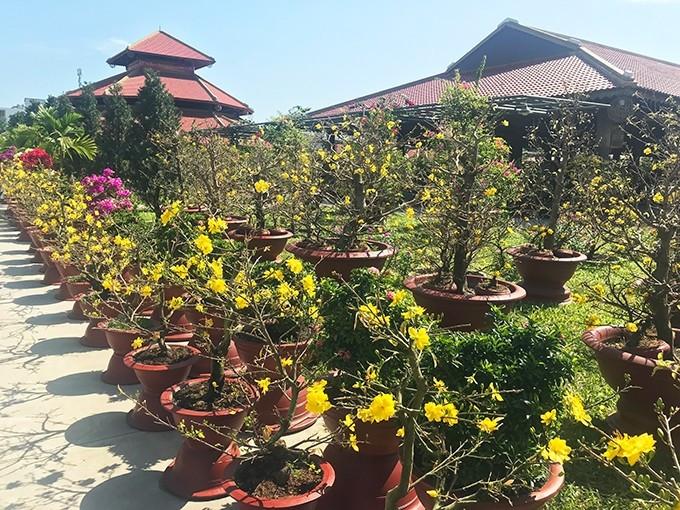Với người miền Nam, hoa mai vàng là lựa chọn không thể thiếu mỗi độ xuân về. Mai có sức sống bền bỉ, rất phù hợp để trồng lâu dài trong vườn. Ảnh: Báo Khánh Hòa