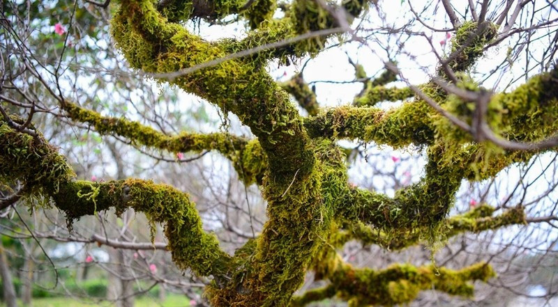 Trong khi đào rừng thuần túy hút khách bởi nét hoang dã tự nhiên, đào cổ thụ phủ rêu lại kết tinh giữa thiên nhiên và kỹ thuật chăm sóc của con người. Ảnh: Dân Việt