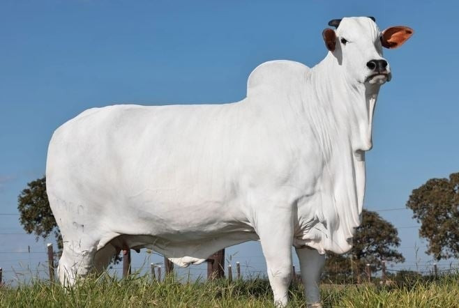 Viatina-19 thuộc giống Nelore, một dòng bò nổi tiếng tại Brazil với khả năng thích nghi với khí hậu nhiệt đới và kháng bệnh tốt. Ảnh: Krishi Jagran