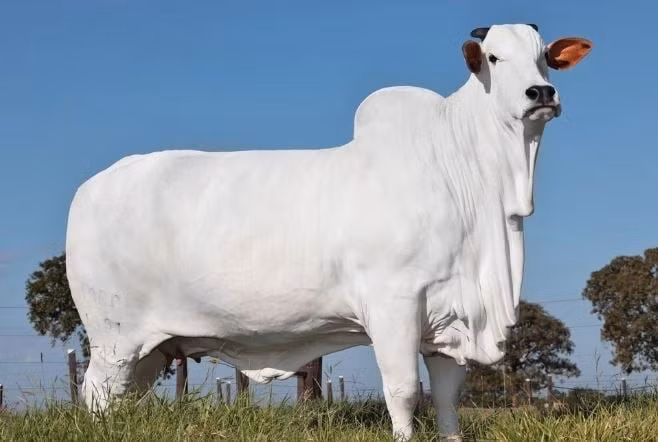 Viatina-19 thuộc giống Nelore, một dòng bò nổi tiếng tại Brazil với khả năng thích nghi với khí hậu nhiệt đới và kháng bệnh tốt. Ảnh: Krishi Jagran