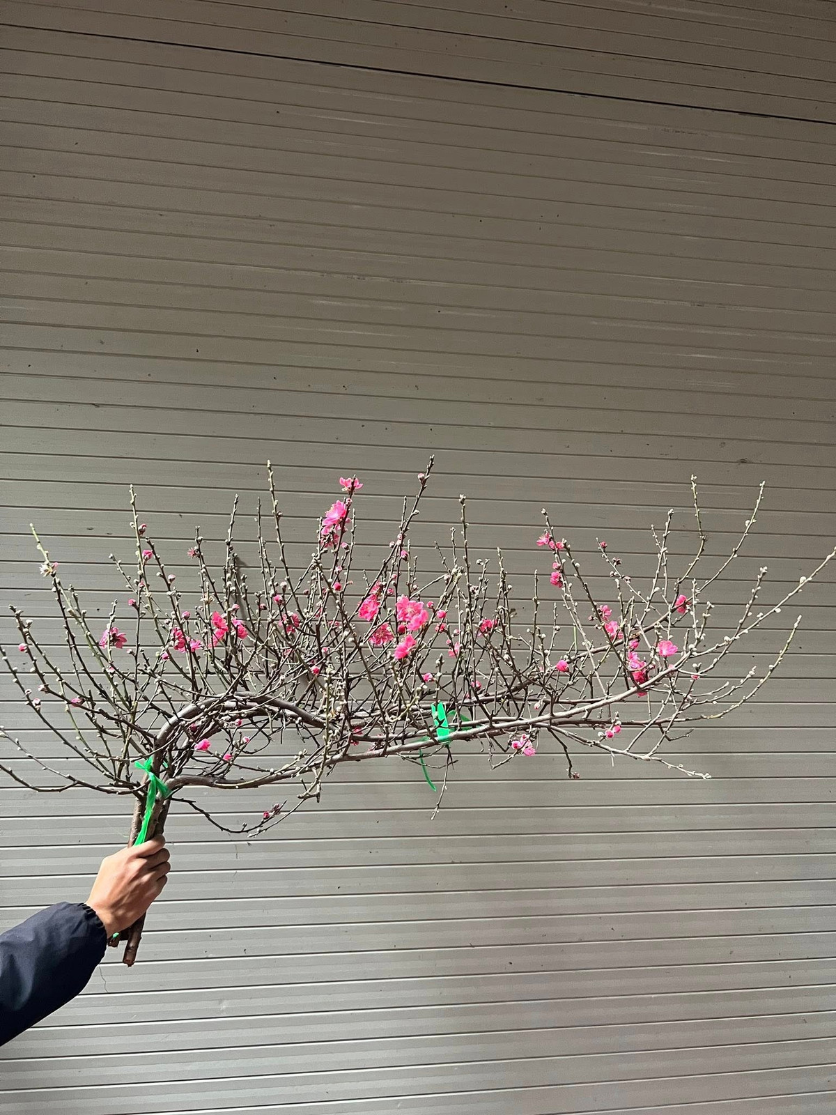 Theo chị Lan Anh, cành đào mini vừa gọn gàng, dễ vận chuyển, lại có thể sáng tạo nhiều kiểu cắm khác nhau. Ảnh: Facebook