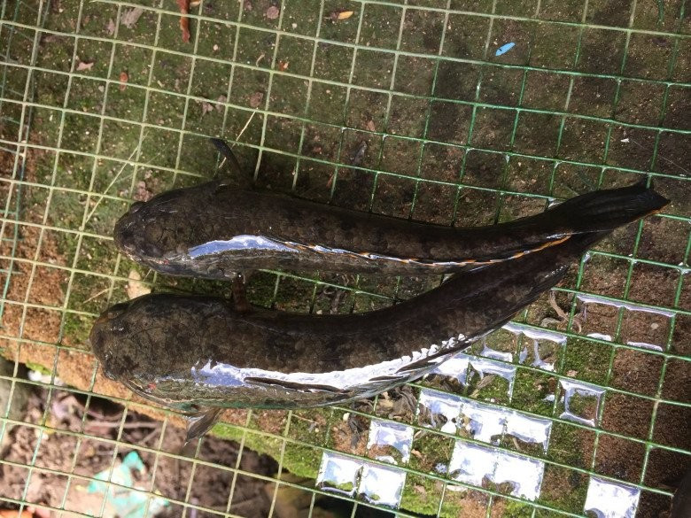 Trước đây, người dân vùng núi Cấm (An Giang) câu cá chành dục về ăn chống đói. Nhưng vài năm gần đây, loại cá này trở thành đặc sản hút khách. Ảnh: Internet