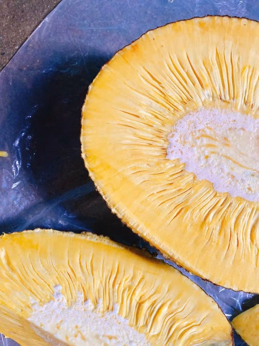 Tuy nhiên, khi bổ ra, trái mít hoàn toàn không có mủ, không hạt, múi và xơ có màu vàng, cơm dày, vị ngọt thanh, có thể ăn cả xơ mít... Ảnh: Facebook