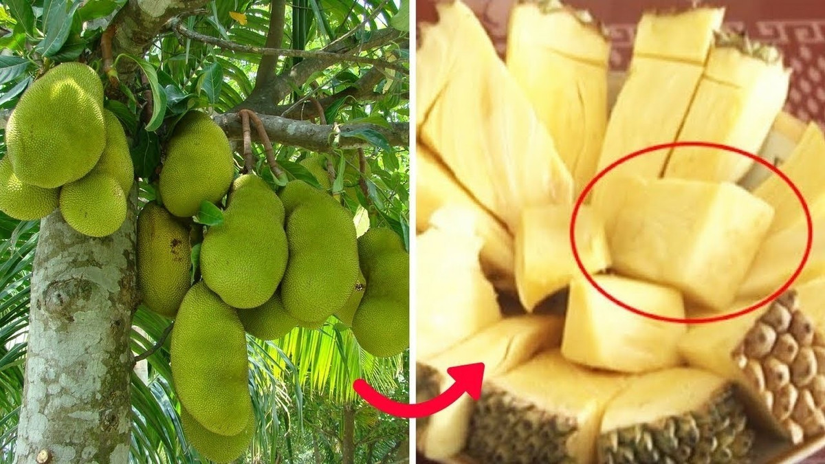 Mít không hạt chỉ chuộng phân xanh và phân chuồng. Cây trên một năm tuổi mới bắt đầu được bón phân hóa học, chia nhỏ làm nhiều lần trong năm. Ảnh: Internet