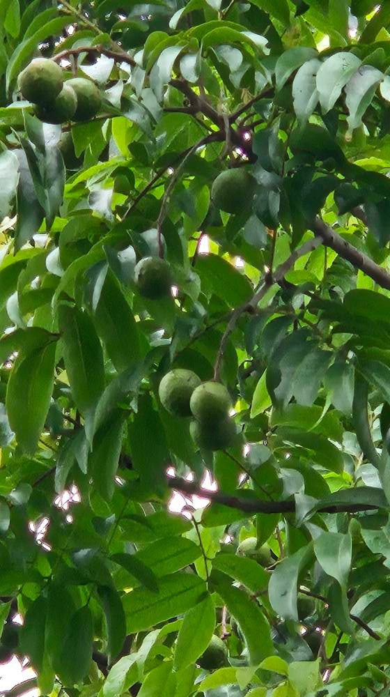 Riêng sấu, nữ diễn viên thu hoạch khoảng 40kg mỗi cây. Ảnh: FB Oanh Le Tu