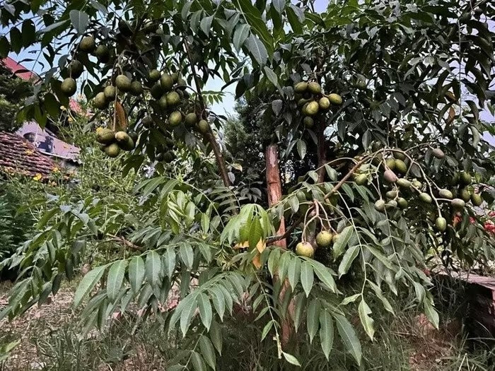 Mùa nào quả nấy, cành sai trĩu. Ảnh: FB Đinh Thị Thúy Hà