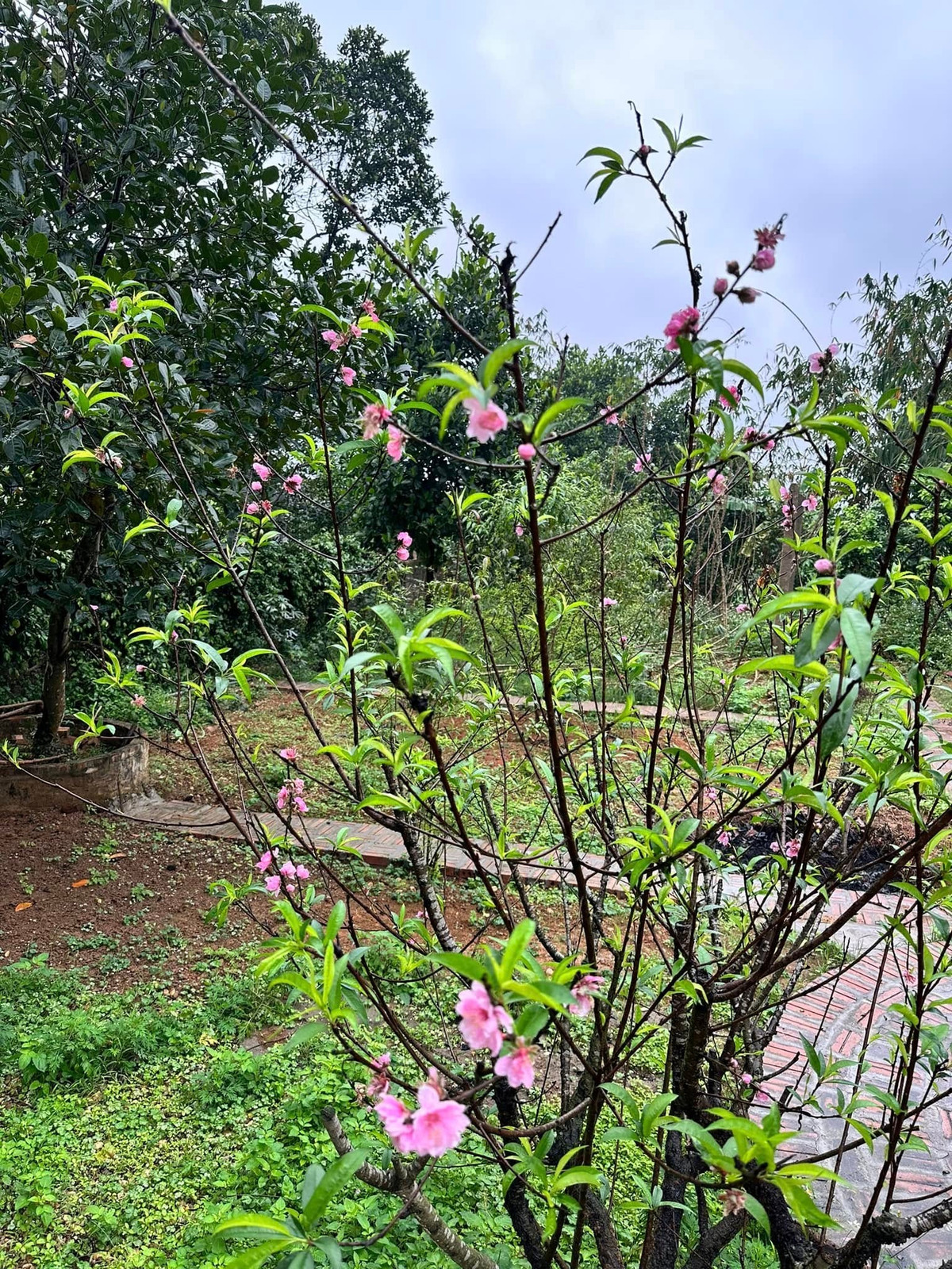 Cây đào trong vườn nhà nở hoa dịp Tết. Ảnh: FB Đinh Thị Thúy Hà