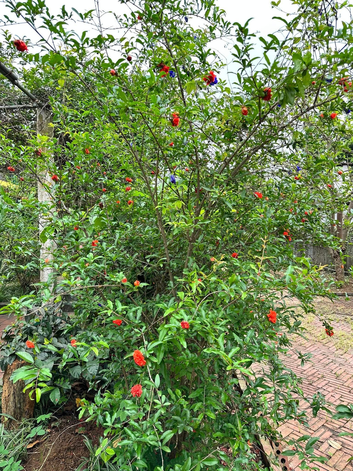 Khu vườn trồng đủ các loại cây xanh, hoa lá...Ảnh: FB Đinh Thị Thúy Hà