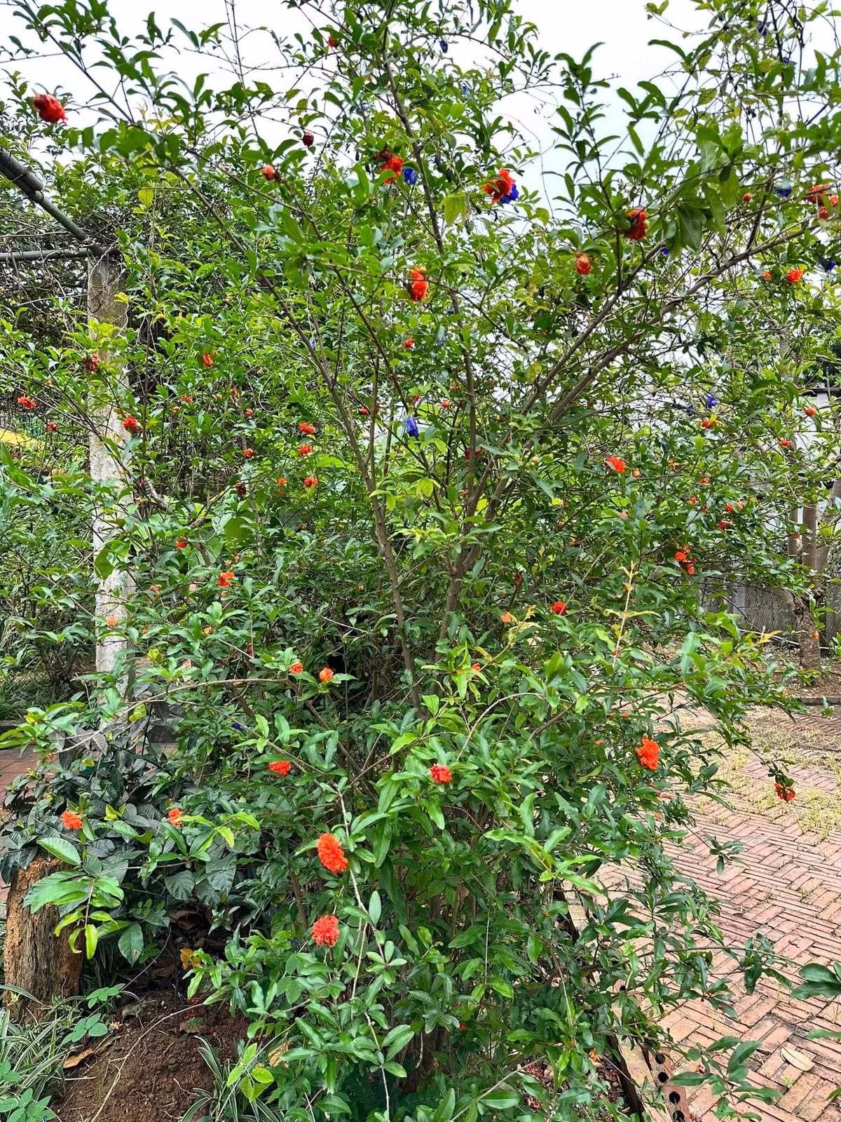 Khu vườn trồng đủ các loại cây xanh, hoa lá...Ảnh: FB Đinh Thị Thúy Hà