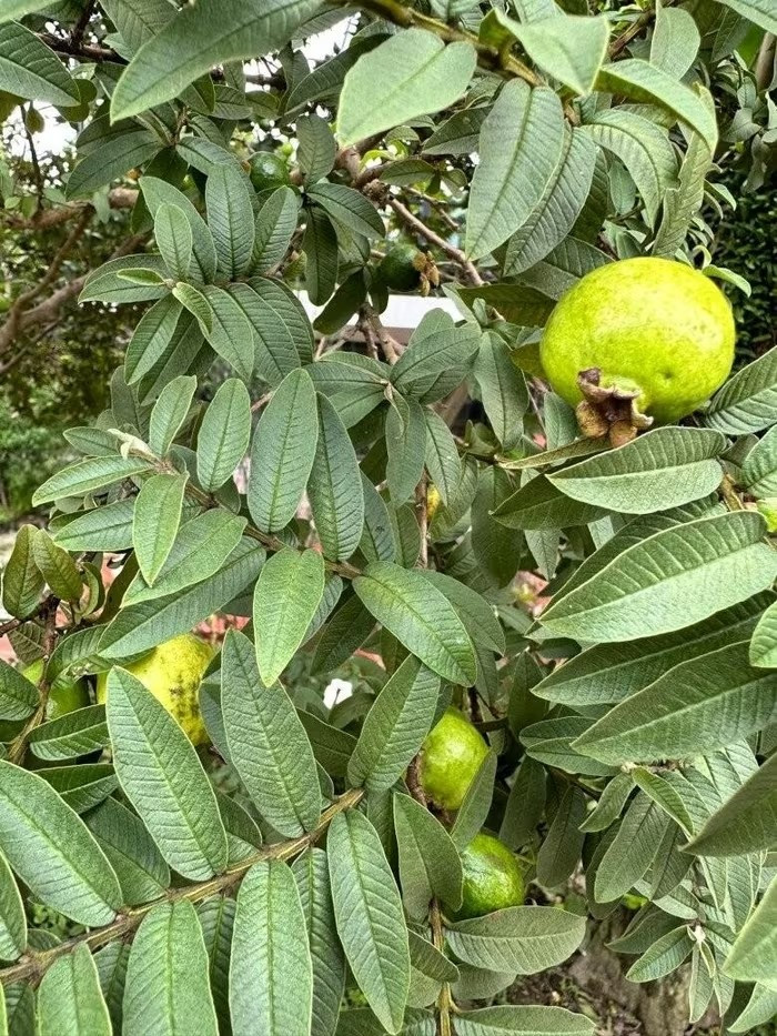 Không chỉ hoa, quả cũng giăng ngập lối. Ảnh: FB Đinh Thị Thúy Hà