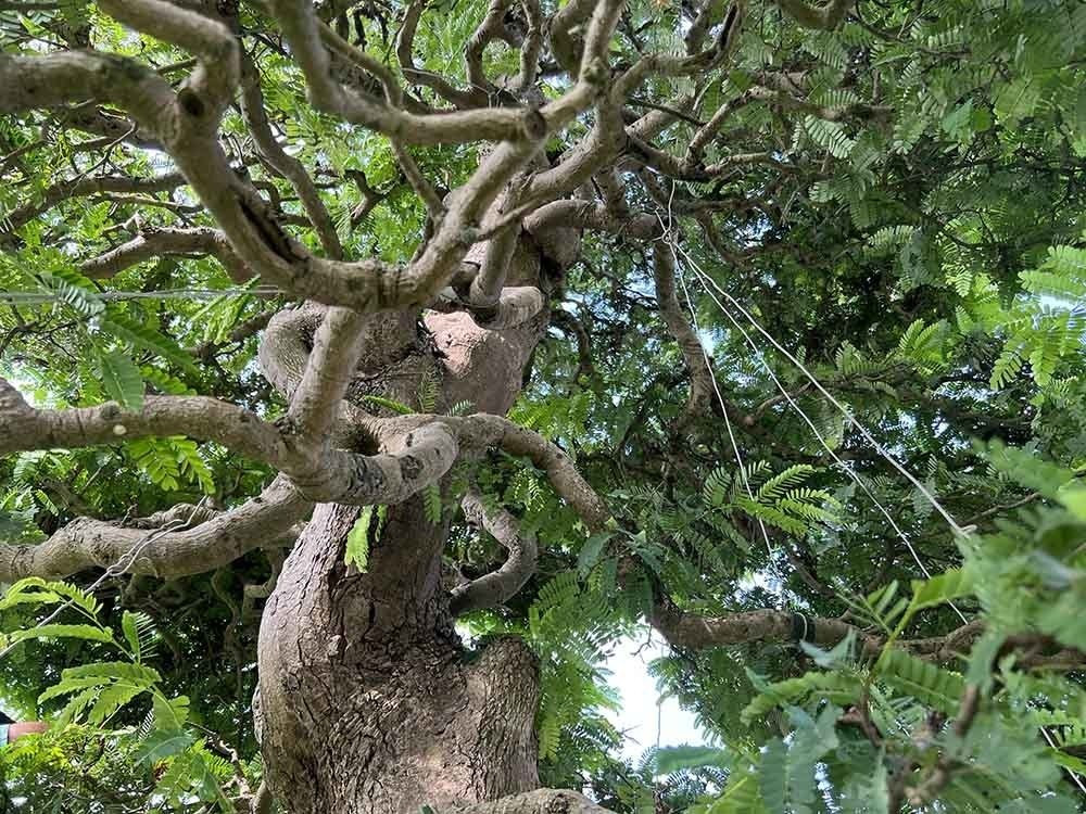 Cặp cây được nhiều người trả giá nhưng ông Lộc chưa bán vì bản thân còn rất đam mê với cặp cây này. Ảnh: Vietnamnet