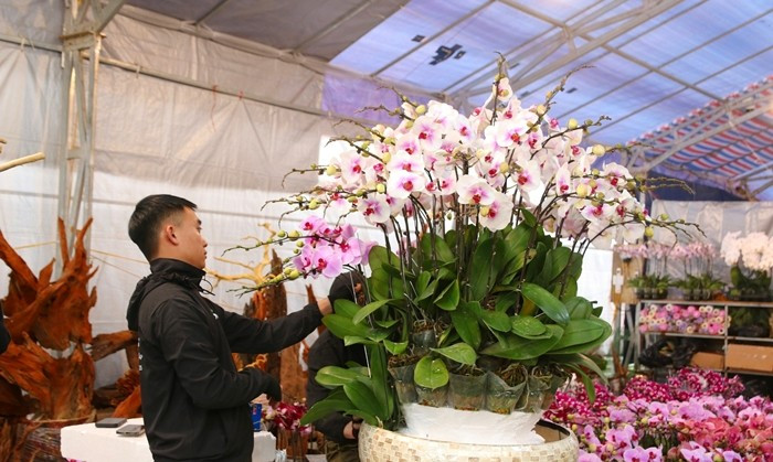 Thợ kết hoa lan đòi hỏi tay nghề cao, tư duy nghệ thuật và giàu ý tưởng sáng tạo. Ảnh: Người đưa tin