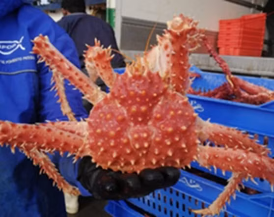 Để ngăn chặn tình trạng khai thác quá mức, chỉ một lượng cua hoàng đế Alaska nhất định được đánh bắt mỗi năm. Ảnh: IFOP