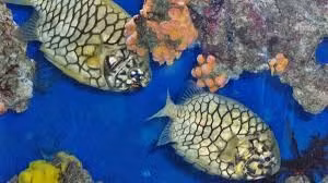 Cá mãng cầu thường sống ẩn trong đá ngầm, hốc đá hoặc các rạn san hô, khiến việc khai thác trở nên khó khăn. Ảnh: Internet