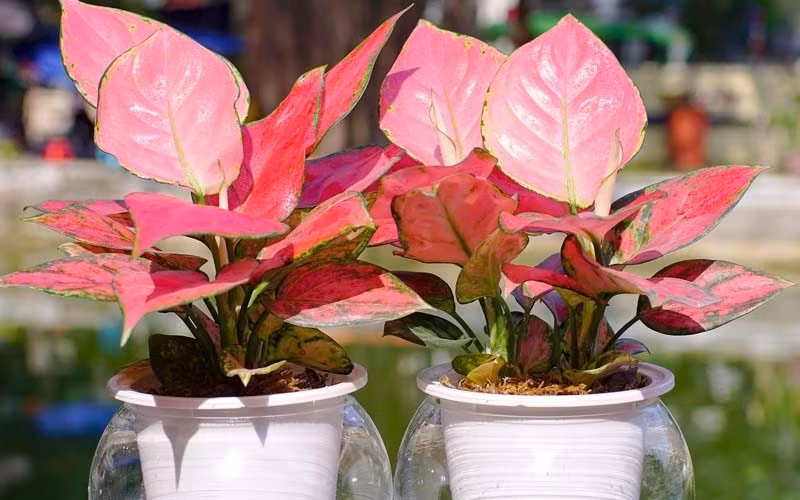 Đặt cây hồng phát lộc trong nhà giúp không gian có điểm nhấn về màu sắc, thu hút thêm năng lượng tích cực cho ngôi nhà dịp năm mới. Ảnh: Internet