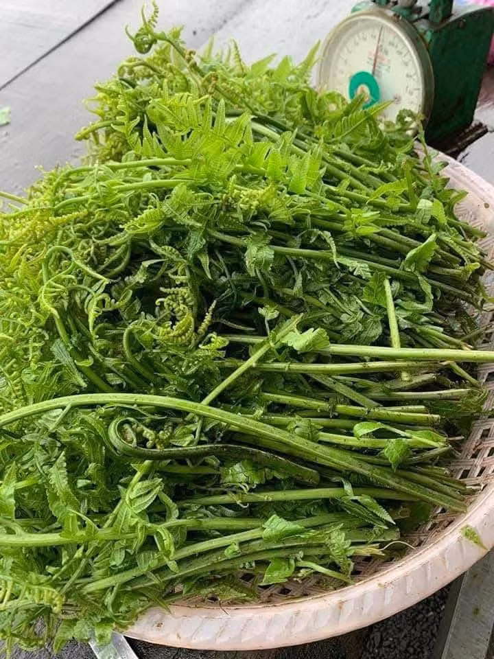 Theo y học cổ truyền, rau dớn có vị mát, giúp nhiệt, lợi tiểu, chống táo bón...Ảnh: Facebook