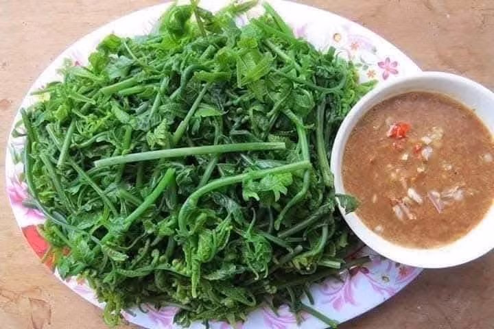 Rau dớn thường được lấy đọt non, chế biến theo nhiều cách khác nhau như xào, luộc, nộm, trộn gỏi, nấu canh...Ảnh: Facebook