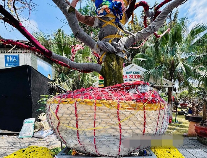 Theo ông Phương, cây mai vàng rất già, bộ cốt đẹp, thân chính tách nhánh cân đối, mang ý nghĩa con đàn cháu đống. Ảnh: Dân Việt