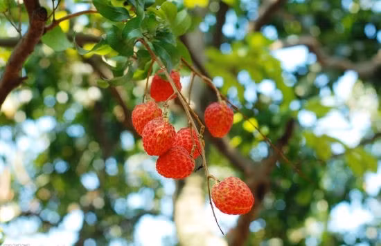 Bên cạnh đó, tỷ lệ đậu quả của giống vải này chỉ đạt 30-40%, nghĩa là trồng 10 cây, chỉ có 3-4 cây cho quả đạt chuẩn. Ảnh: Baidu