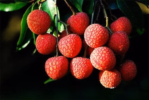 Để trồng được giống vải không hạt là cả một nghệ thuật. Từ việc xử lý ra hoa, điều chỉnh sinh trưởng, đến việc chăm từng chùm quả đều cần sự tỉ mỉ. Ảnh: Sina